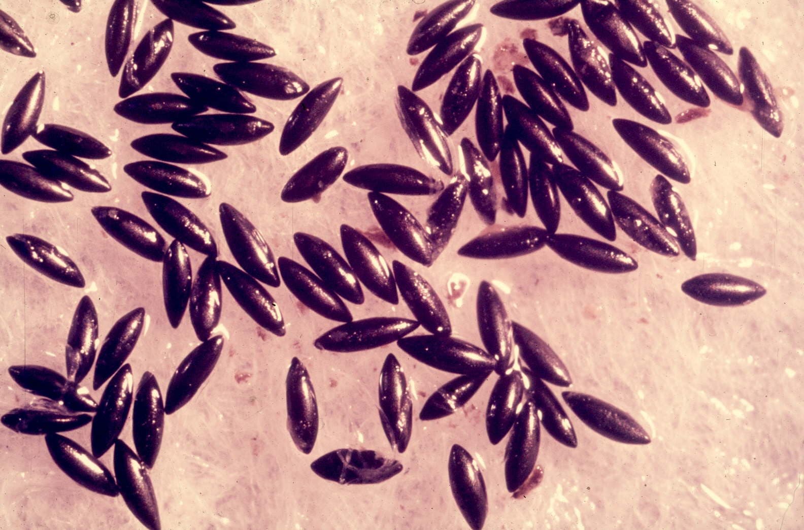 Asiatische Tigermücke